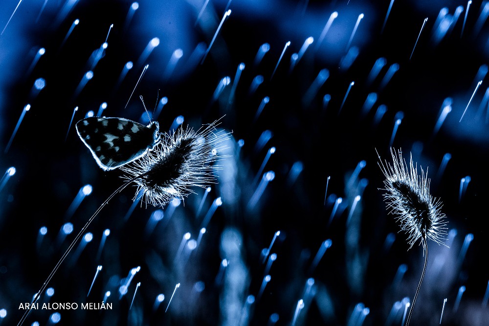 concurso internacional de fotografia de natureza