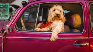 fotos de pets mais engraçadas de 2022