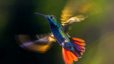 concurso internacional de fotografia de natureza