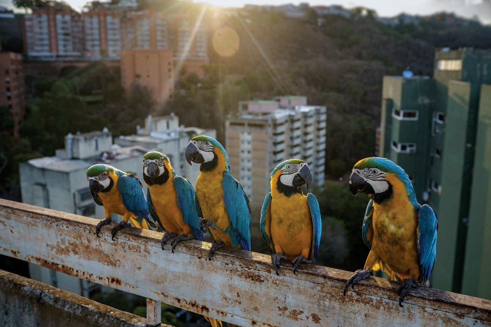 As melhores fotos do ano da National Geographic