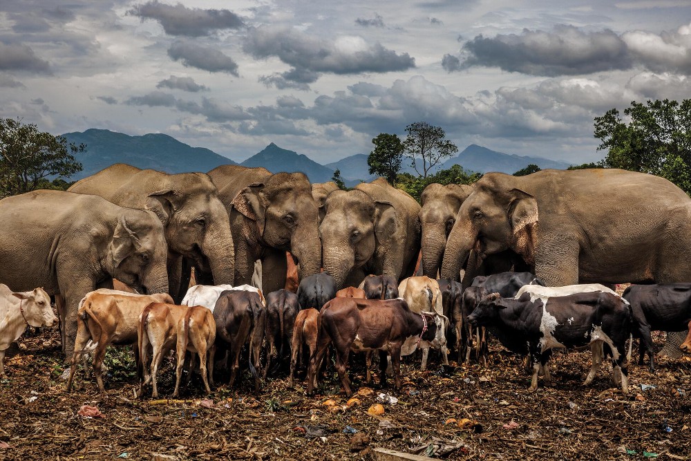 As melhores fotos do ano da National Geographic