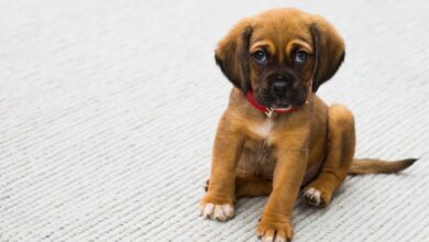 Aplicativo com inteligência artificial pode diagnosticar problemas de saúde de animais de estimação a partir de fotos do celular