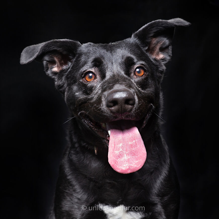 Fotógrafo tira fotos de cachorros em abrigo para aumentar chances de adoção