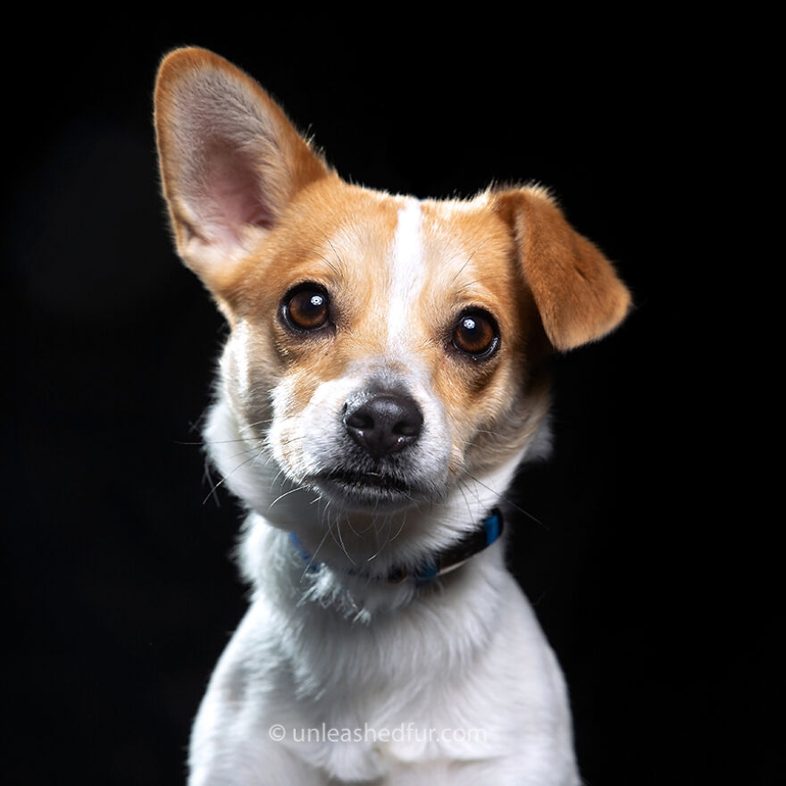 Fotógrafo tira fotos de cachorros em abrigo para aumentar chances de adoção