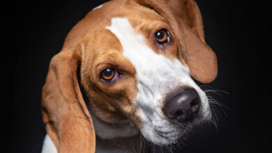 Fotógrafo tira fotos de cachorros em abrigo para aumentar chances de adoção