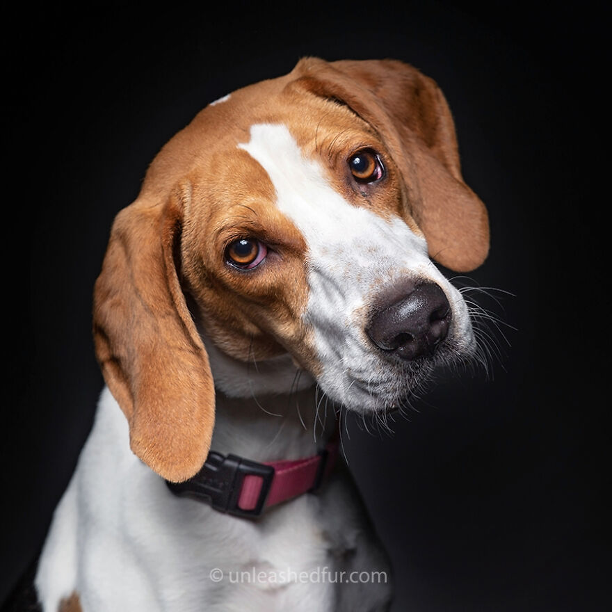 Fotógrafo tira fotos de cachorros em abrigo para aumentar chances de adoção