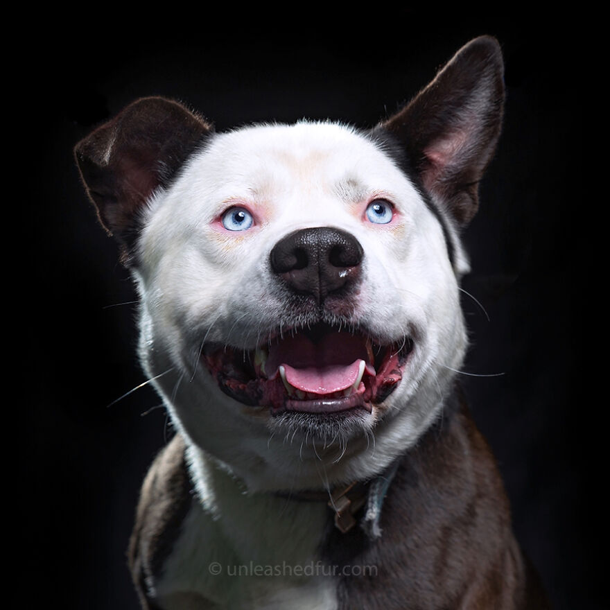 Fotógrafo tira fotos de cachorros em abrigo para aumentar chances de adoção