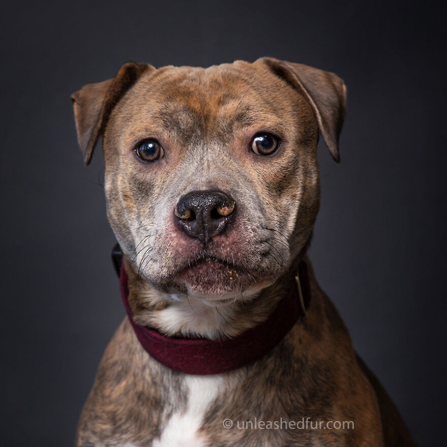 Fotógrafo tira fotos de cachorros em abrigo para aumentar chances de adoção