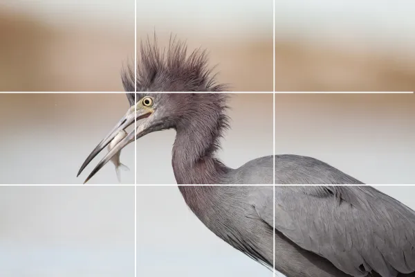 Regra dos terços na fotografia