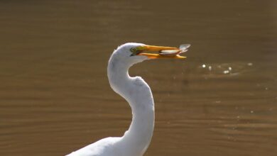 A fotógrafa Juliana Domingos foi eleita a Melhor Fotógrafa do Dia