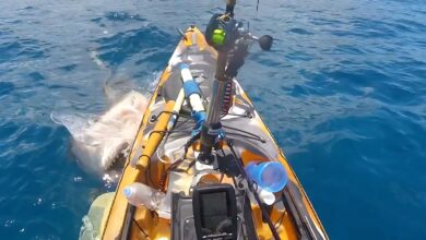 GoPro captura vídeo impressionante do ataque de um grande tubarão a um pescador indefeso